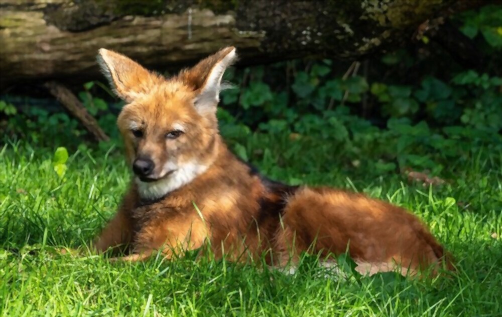 What is a Maned Wolf ilovefact.com