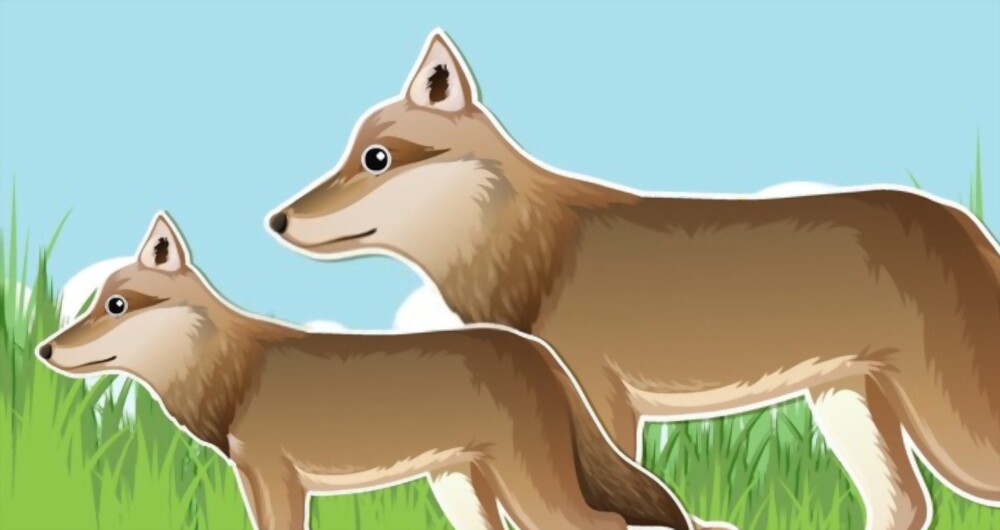 Where do Maned Wolves Live ilovefact.com