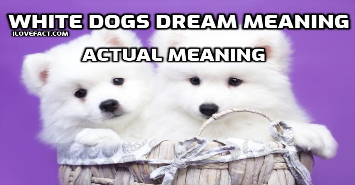 White Dogs Dream Meaning | 10 Actual Situations of Dogs - I Love Facts