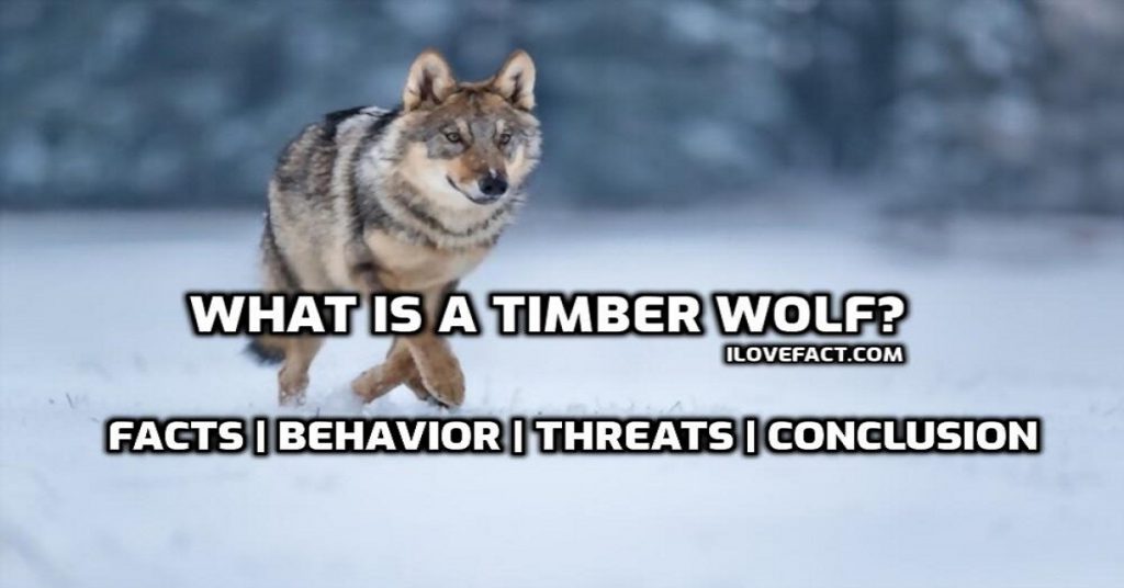 Fascinating Facts About Tundra Wolves - I Love Facts